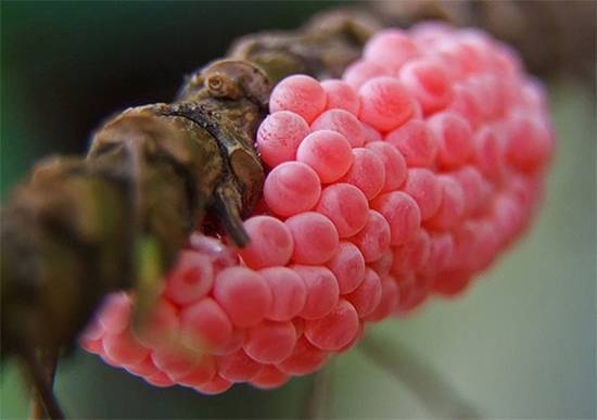 Bright pink Eggs in Your Garden? Here’s Why They’re Dangerous and How to Get Rid of Them