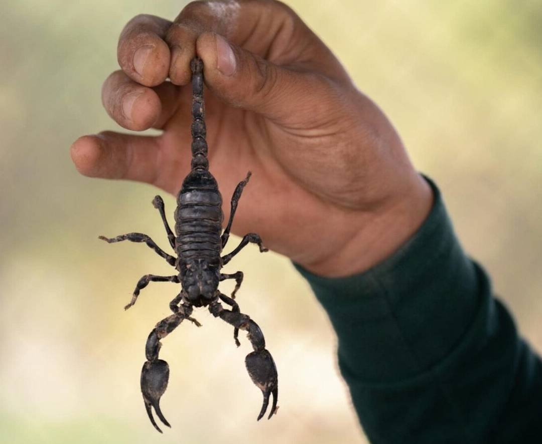 The Spiritual Meaning of Scorpions: Hidden Messages From a Powerful Spirit Guide