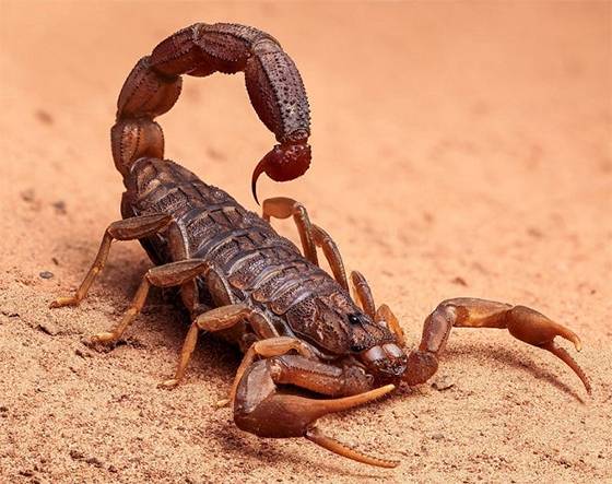 The Spiritual Meaning of Scorpions: Hidden Messages From a Powerful Spirit Guide