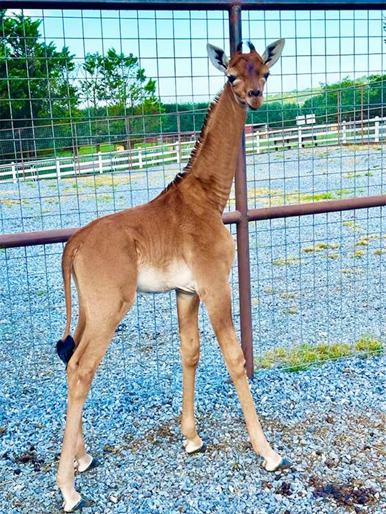 Meet Kipekee: The World’s Only Spotless Giraffe Born in Tennessee