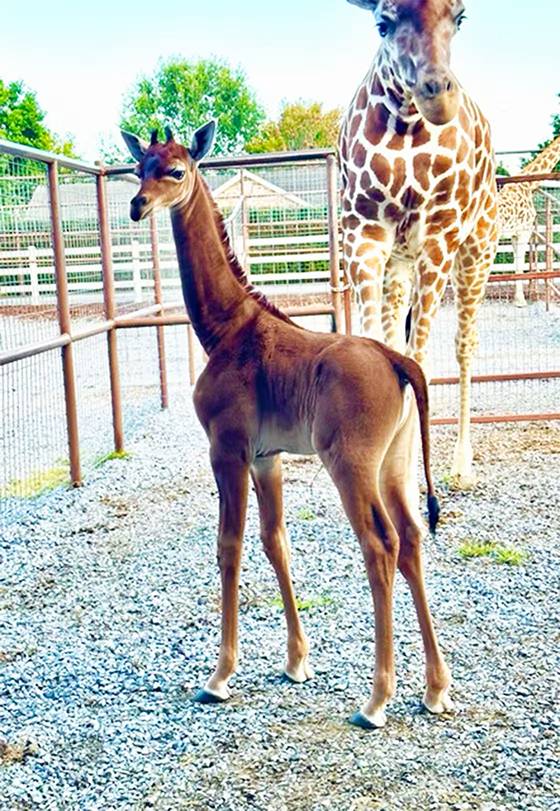 Meet Kipekee: The World’s Only Spotless Giraffe Born in Tennessee