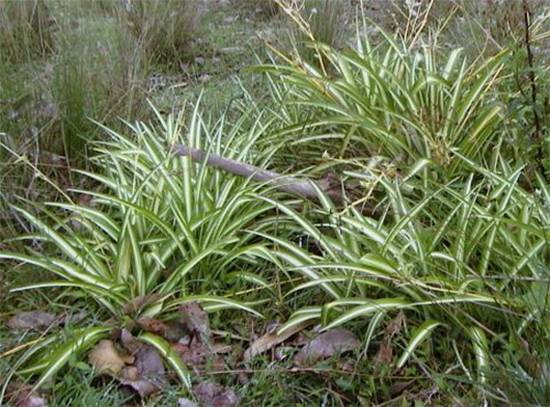 Why the Spider Plant Is a Hidden Gem at Home: The Indoor Plant Worth Pure Gold