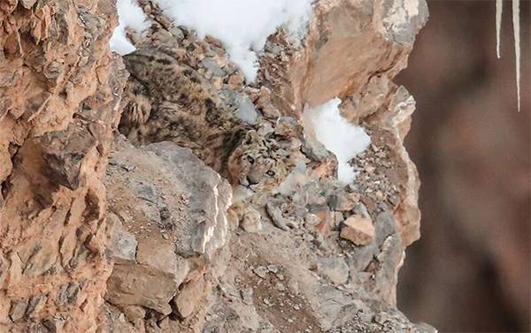 People are struggling to spot the large snow leopard in this photograph. Can you find him?v