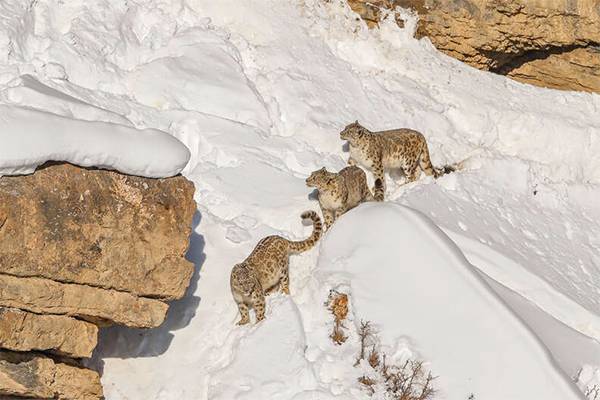 People are struggling to spot the large snow leopard in this photograph. Can you find him?v