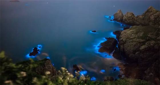 Neon Seas or Silent Threats? The Truth About Glowing Bioluminescent Algae