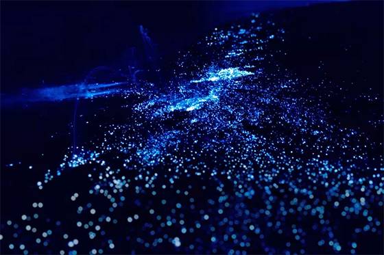 Neon Seas or Silent Threats? The Truth About Glowing Bioluminescent Algae