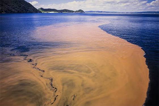 Neon Seas or Silent Threats? The Truth About Glowing Bioluminescent Algae
