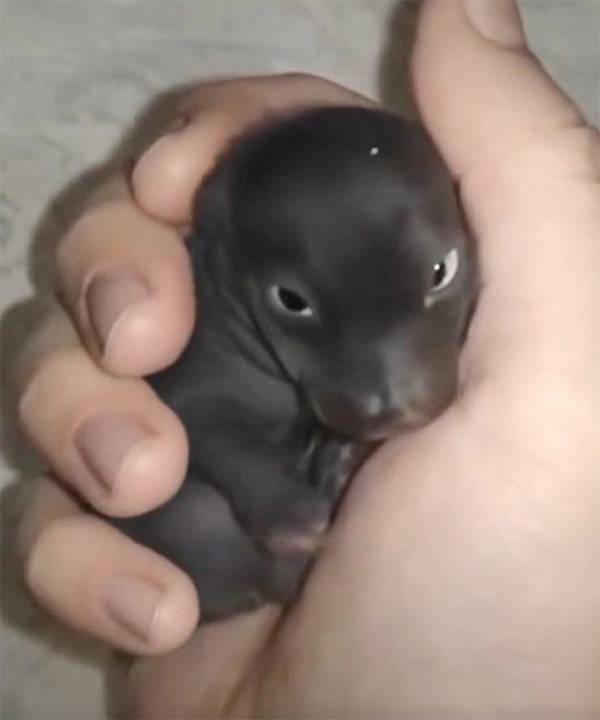 The Morning I Discovered a “Puppy” That Turned Out to Be Something Entirely Different