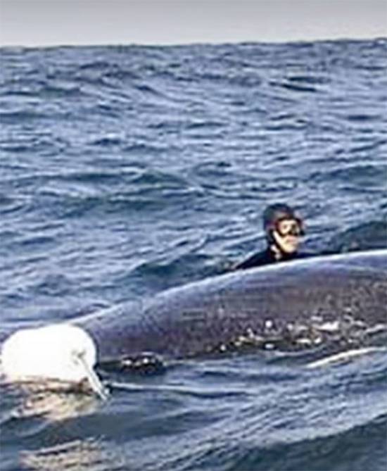 A Diver’s Heroic Whale Rescue Goes Viral After the Whale’s Stunning “Thank You”