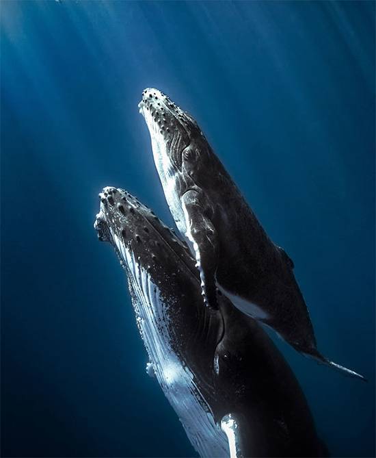 A Diver’s Heroic Whale Rescue Goes Viral After the Whale’s Stunning “Thank You”