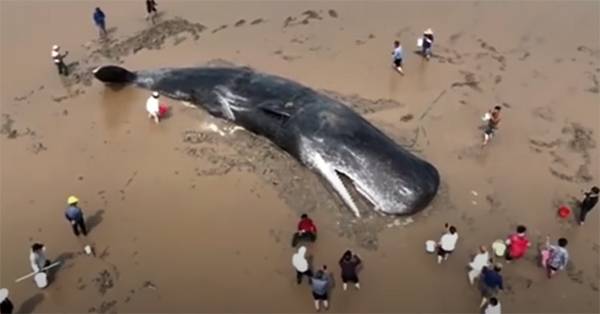 A heroic 20-hour rescue saves a stranded giant sperm whale and inspires the World