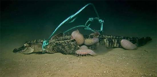 Scientists dropped alligators into the deep sea and uncovered a shocking creature