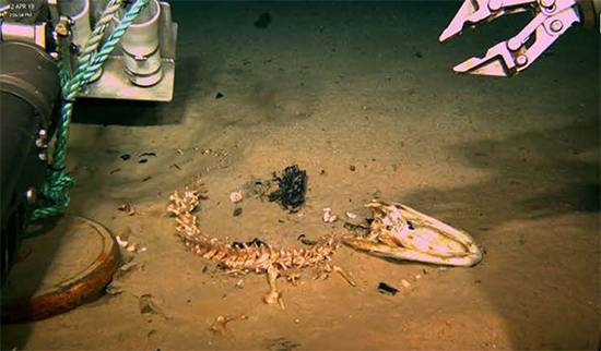 Scientists dropped alligators into the deep sea and uncovered a shocking creature
