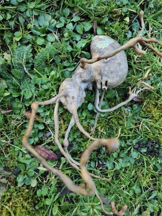 Backyard mystery: strange ‘alien’ object discovery leaves the internet baffled