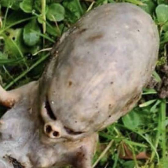 Backyard mystery: strange ‘alien’ object discovery leaves the internet baffled