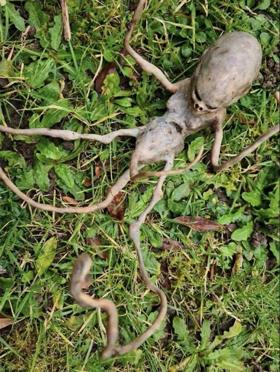 Backyard mystery: strange ‘alien’ object discovery leaves the internet baffled