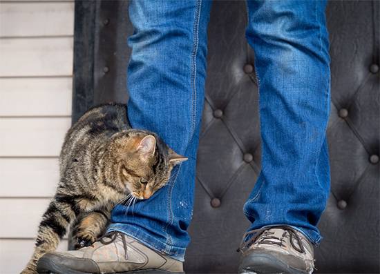 Why Your Cat Headbutts You: The Sweet Feline Habit That Means “You’re Mine”