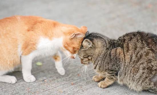 Why Your Cat Headbutts You: The Sweet Feline Habit That Means “You’re Mine”