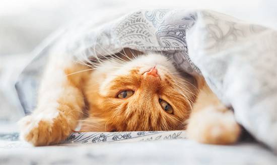 Why your cat insists on sleeping in your bed (the real reasons behind this surprise you)