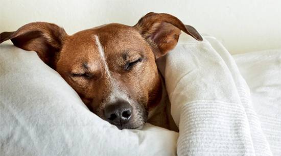 Why your dog insists on sleeping in your bed and what it really means