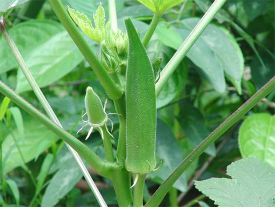 Okra and diabetes: can this green vegetable really help control blood sugar?