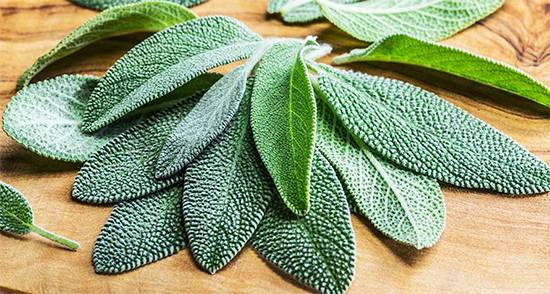 Sage Through the Ages: timeless uses of a powerful everyday plant