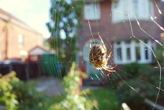 The surprising reason you should never kill a spider in your home