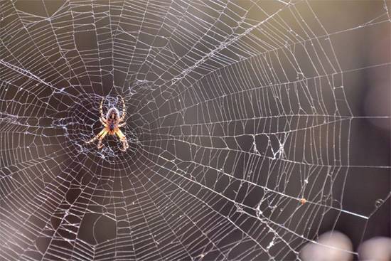 The surprising reason you should never kill a spider in your home