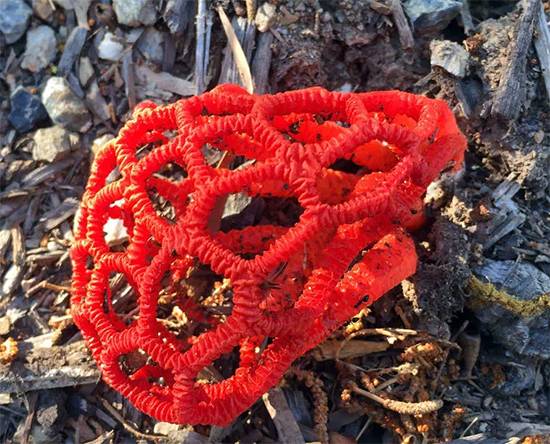 Alien Eggs in the Forest: Why Stinkhorn Mushrooms Are Called Nature’s Most Terrifying Creatures