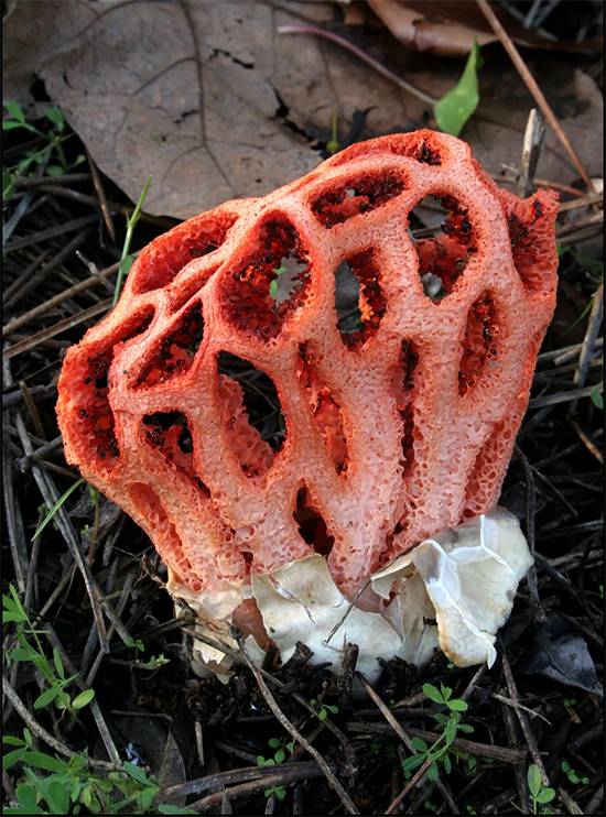 Alien Eggs in the Forest: Why Stinkhorn Mushrooms Are Called Nature’s Most Terrifying Creatures