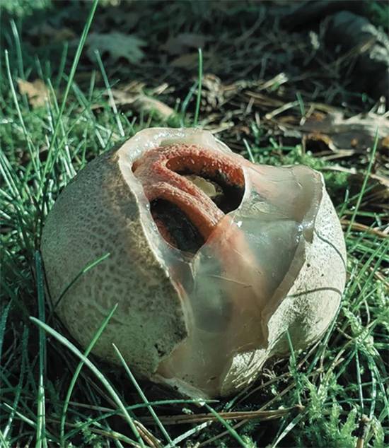Alien Eggs in the Forest: Why Stinkhorn Mushrooms Are Called Nature’s Most Terrifying Creatures