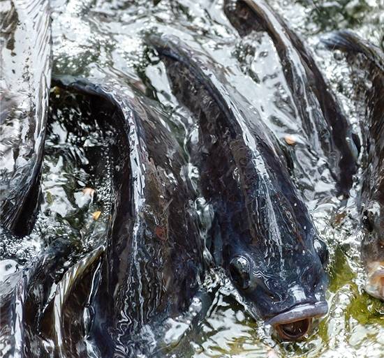 Why Tilapia Is Losing Its Healthy Image in Modern Diets