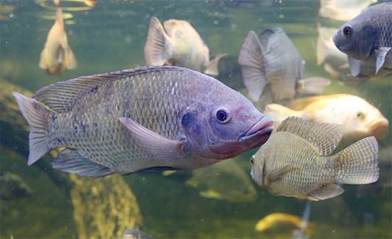 Why Tilapia Is Losing Its Healthy Image in Modern Diets