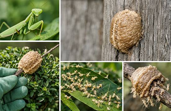 The Foam Fortress on Your Fence: Discover the Secret Life Inside Nature’s Silent Hunter