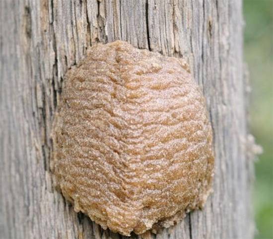 The Foam Fortress on Your Fence: Discover the Secret Life Inside Nature’s Silent Hunter