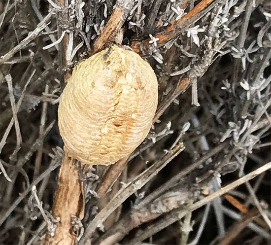 The Foam Fortress on Your Fence: Discover the Secret Life Inside Nature’s Silent Hunter