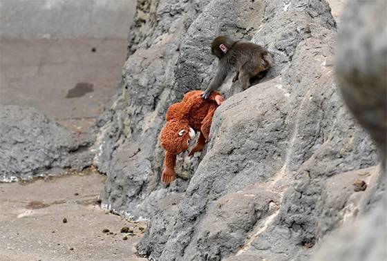 Viral baby monkey Punch receives reassuring health update from Ichikawa City Zoo