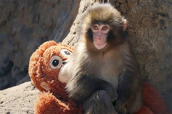 Viral baby monkey Punch receives reassuring health update from Ichikawa City Zoo