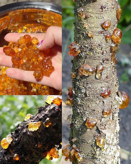 Peach Tree Resin (Tao Jiao): Ancient Beauty Elixir and Wellness Superfood Explained