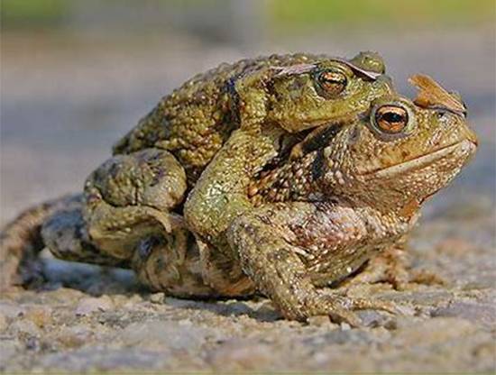 A Toad in Your House? Hidden Meanings, Natural Causes, and What to Do Next