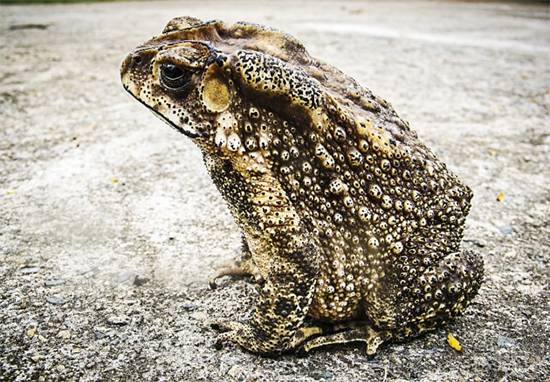 A Toad in Your House? Hidden Meanings, Natural Causes, and What to Do Next