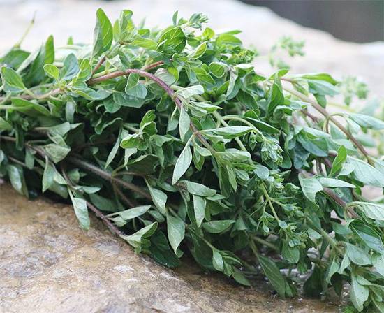 Why Oregano Deserves a Place in Every Senior’s Kitchen