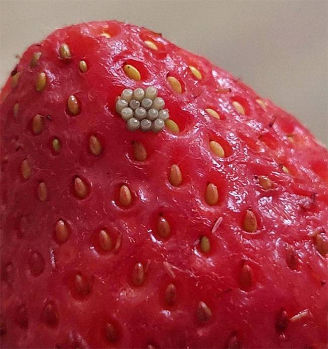 White Worms in Blueberries? Here’s the Truth About What You’re Really Seeing