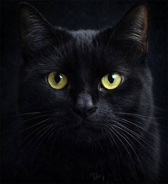 Nostradamus and Cats: Myth, Mystery, and What History Really Reveals