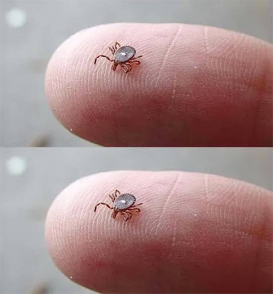 Found a Lone Star Tick? Here’s Exactly What to Do Next Without Panicking