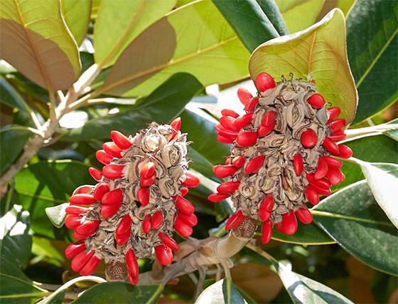 Strange Red Seeds in a Fuzzy Cone? The Surprising Secret of Magnolia Seed Pods