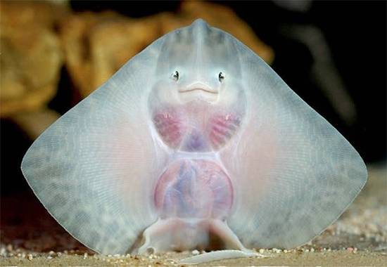 Ravioli of the sea: why baby stingrays are the ocean’s cutest mystery