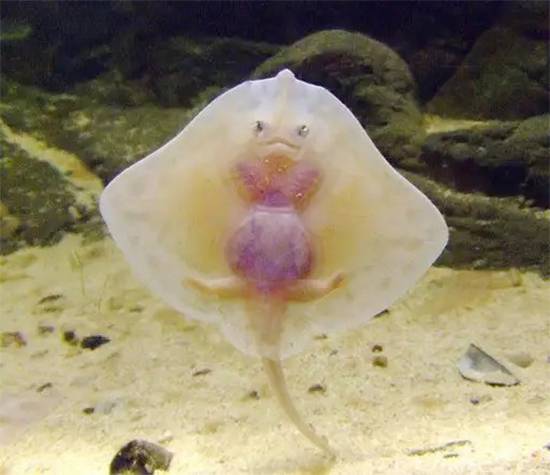 Ravioli of the sea: why baby stingrays are the ocean’s cutest mystery