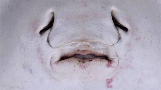 Ravioli of the sea: why baby stingrays are the ocean’s cutest mystery