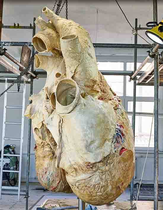 Inside the Giant Pulse: The Astonishing Power of a Blue Whale’s 181 kg Heart